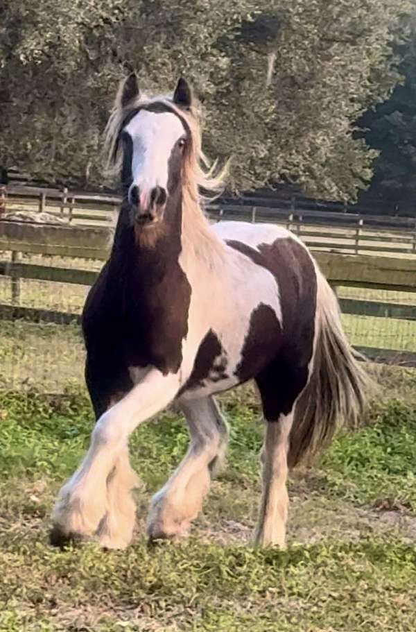 black-white-gypsy-vanner-filly-stallion