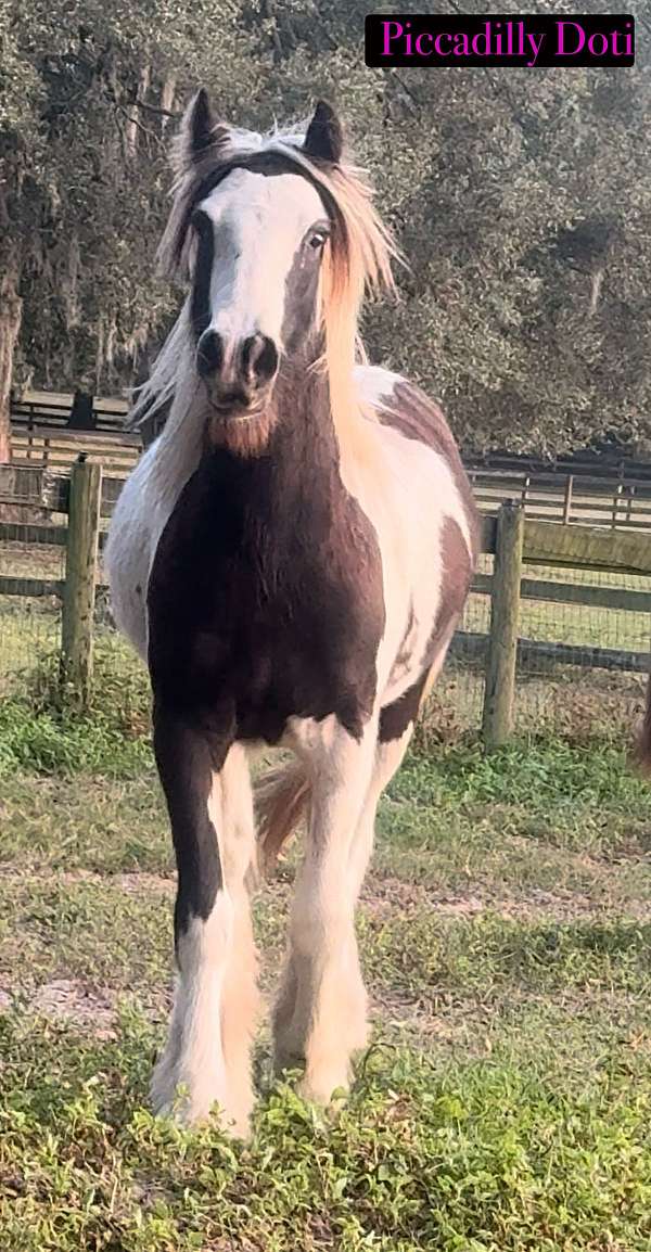 piebald-gypsy-vanner-mare