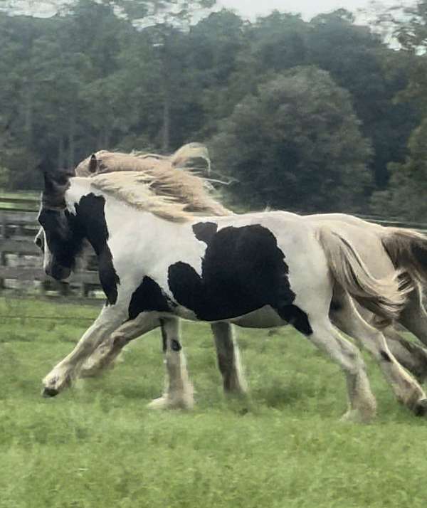 blackwhite-tobiano