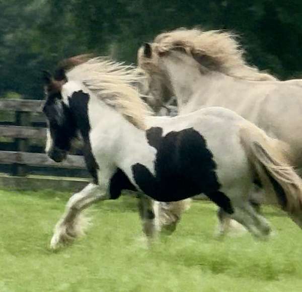 piebald-all-around-horse