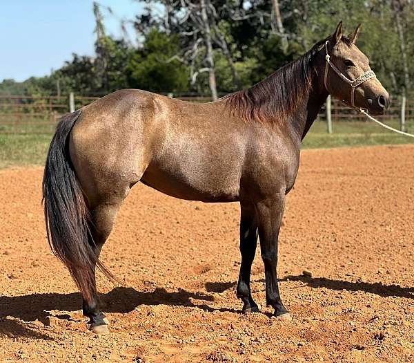 quarter-horse-for-sale