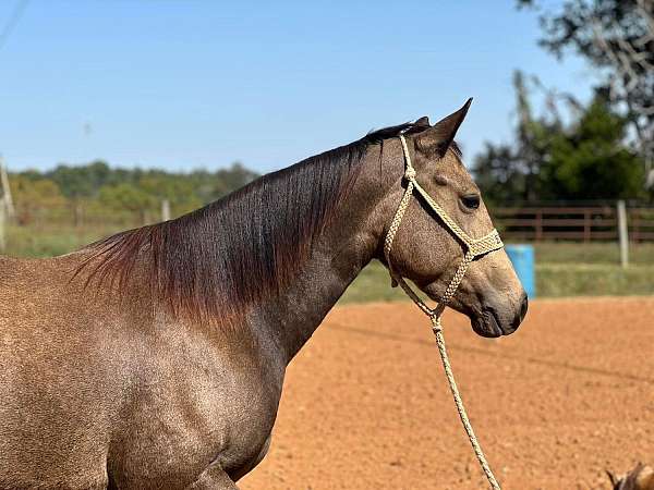 quarter-horse-mare