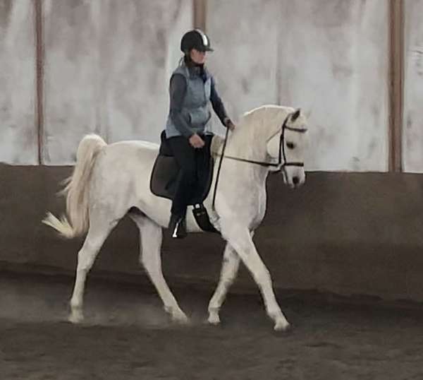 dressage-arabian-horse