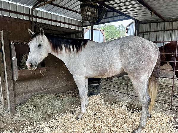 woodrow-gelding