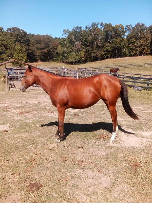 two-white-socks-on-back-feet-horse