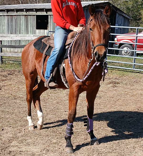 two-white-socks-on-back-feet-horse