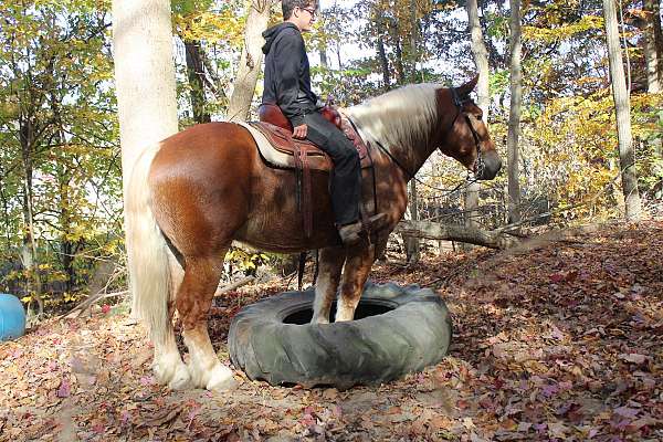 athletic-draft-horse