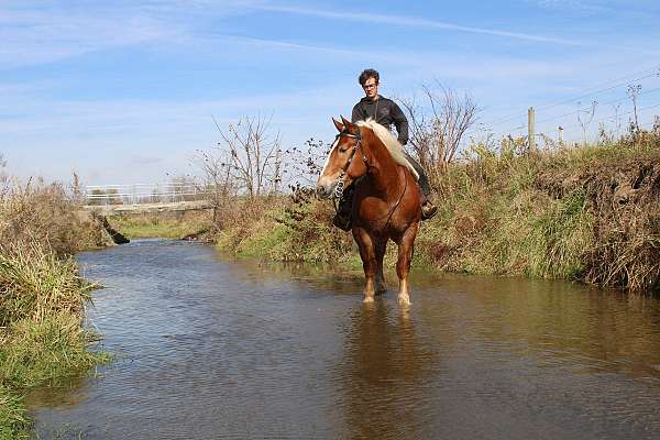 parade-draft-horse