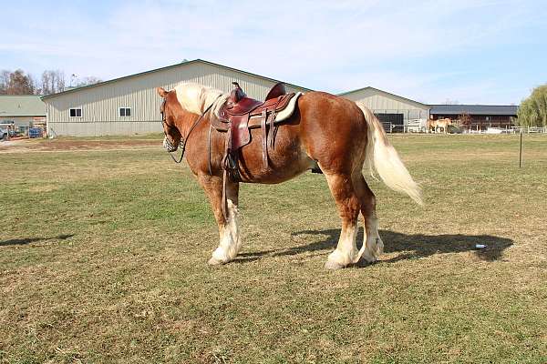 flashy-draft-horse