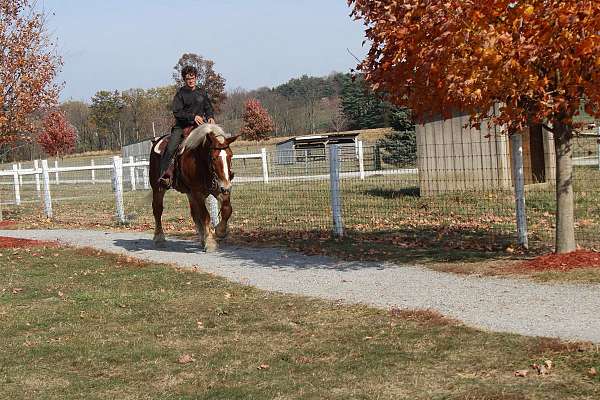 western-riding-draft-horse