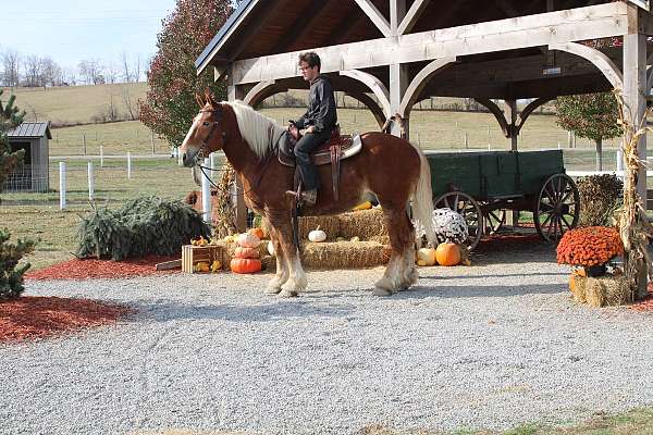 western-dressage-draft-horse