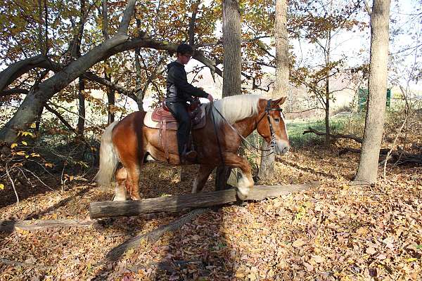 trail-draft-horse