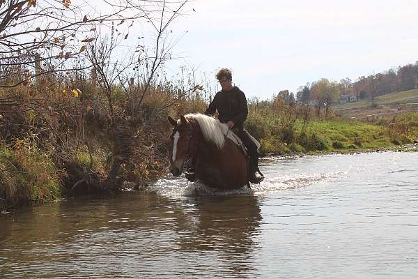 kid-safe-draft-horse