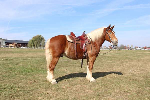 white-strip-legs-horse