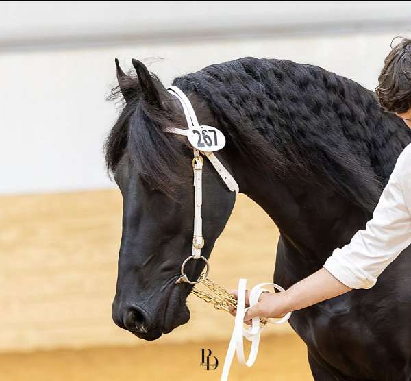 north-carolina-friesian-horse