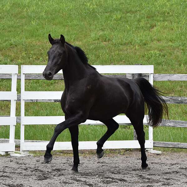 dressage-dutch-warmblood-horse