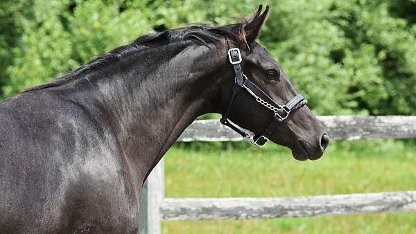 black-dutch-warmblood-mare