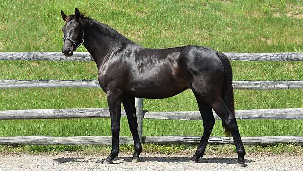 black-dressage-horse