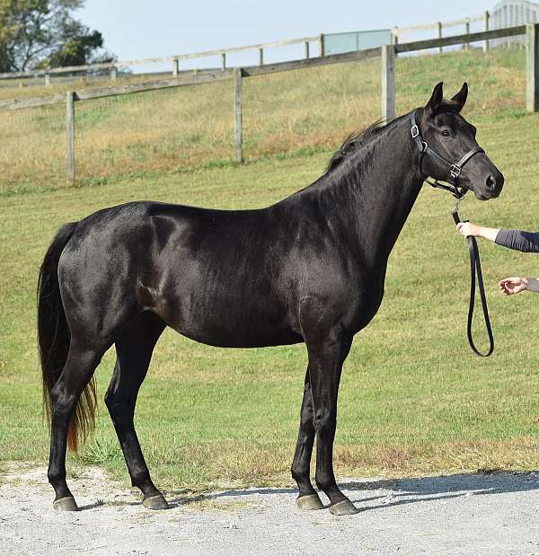 black-dressage-horse