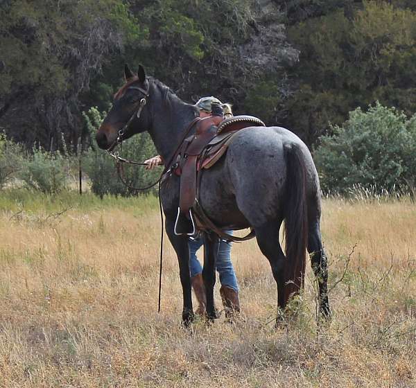 all-around-quarter-horse