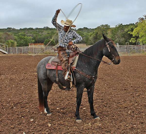 athletic-quarter-horse