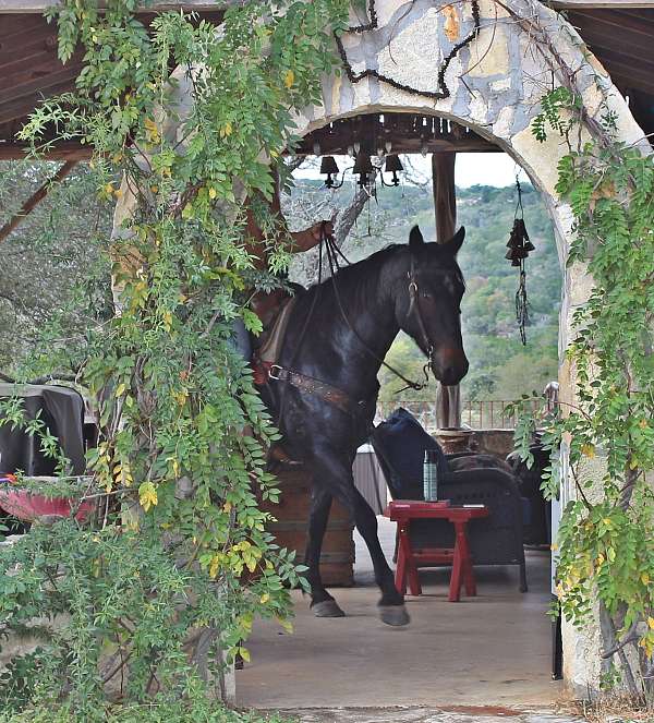 dressage-quarter-horse