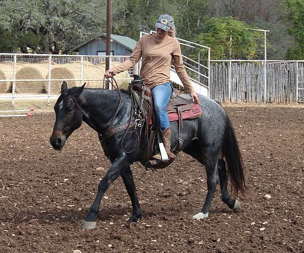 foundation-quarter-horse