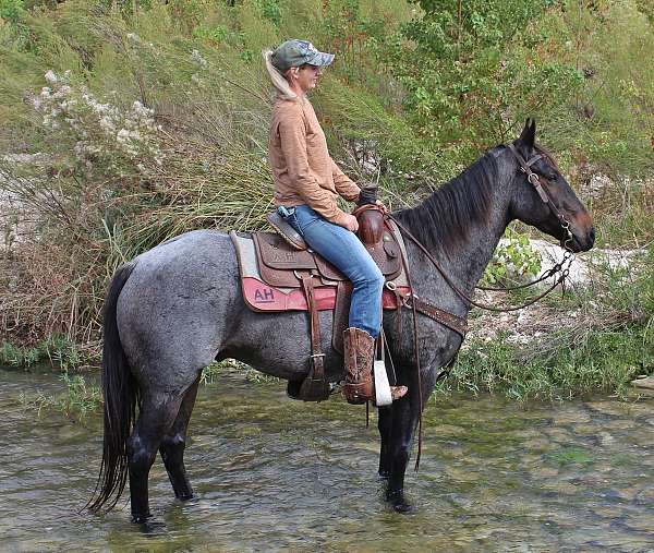 flashy-quarter-horse