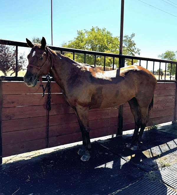 ranch-versatility-quarter-horse