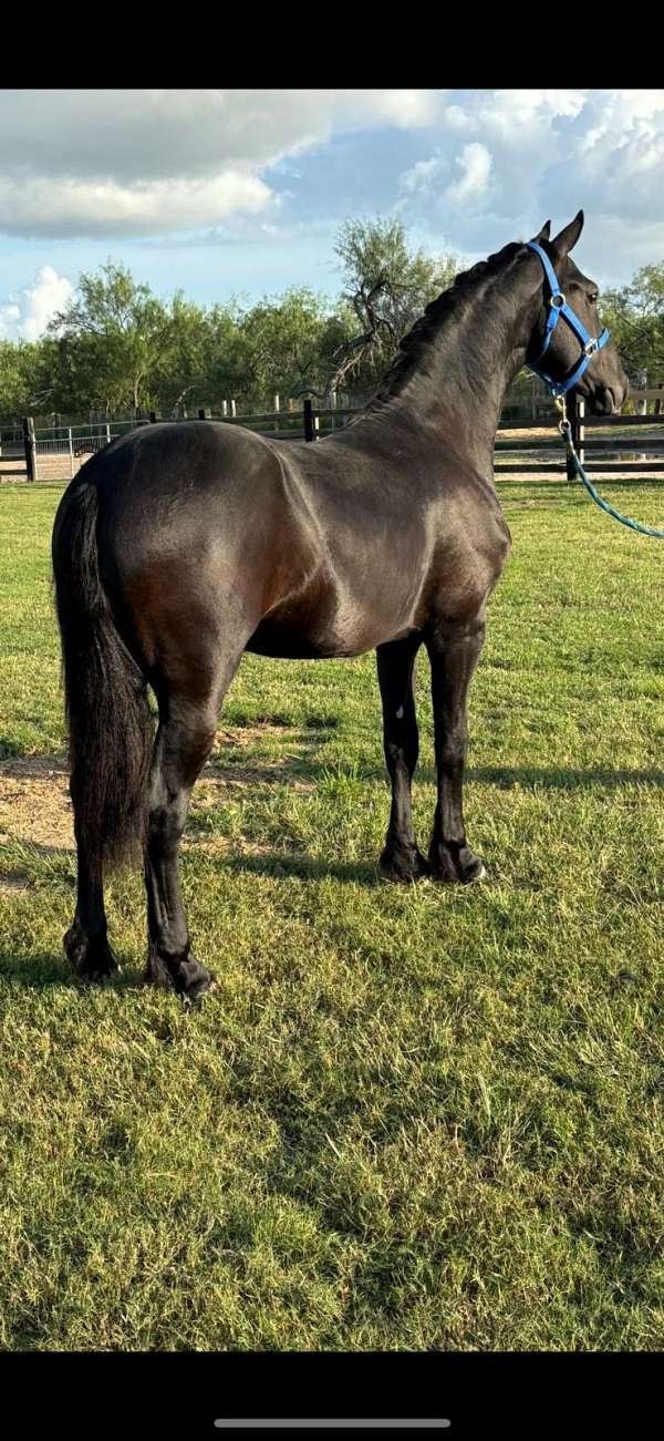 friesian-horse-for-sale