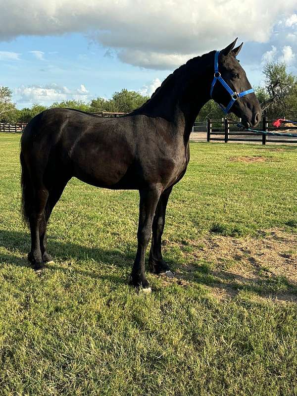 friesian-horse