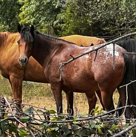 friesian-pony-mare-foal