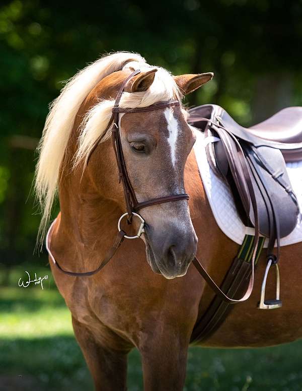 lesson-pony-haflinger