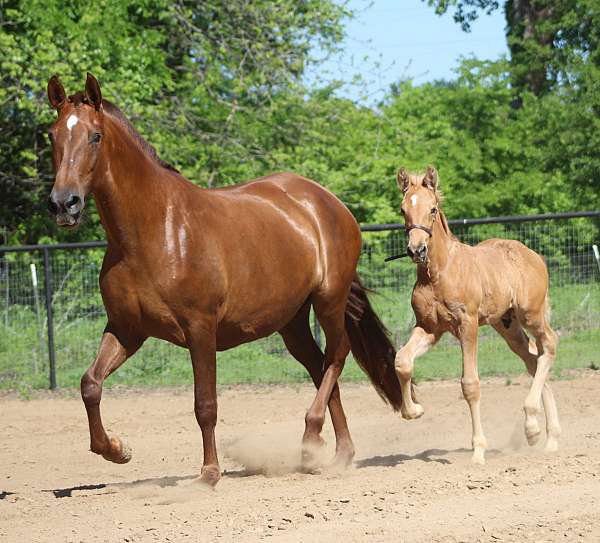 palomino-andalusian-unborn-foal