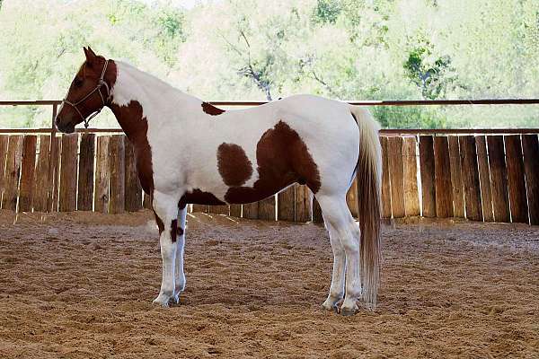 attentive-paint-pony