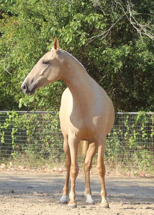 epic-andalusian-horse