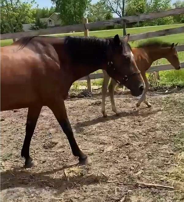 just-weaned-quarter-horse