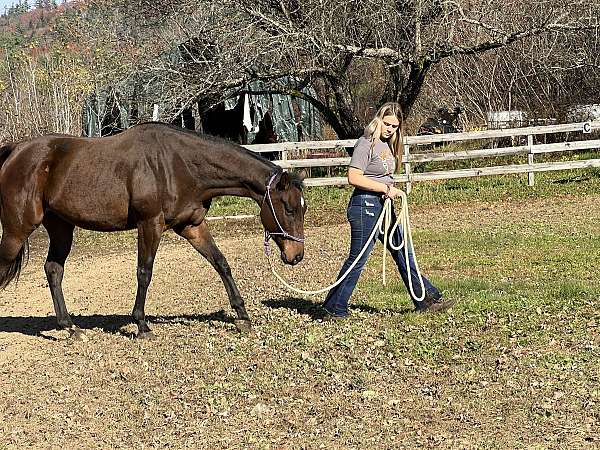 thoroughbred-gelding