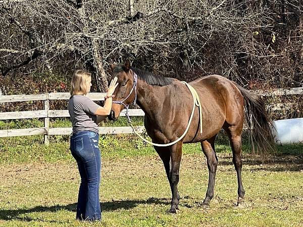 gelding