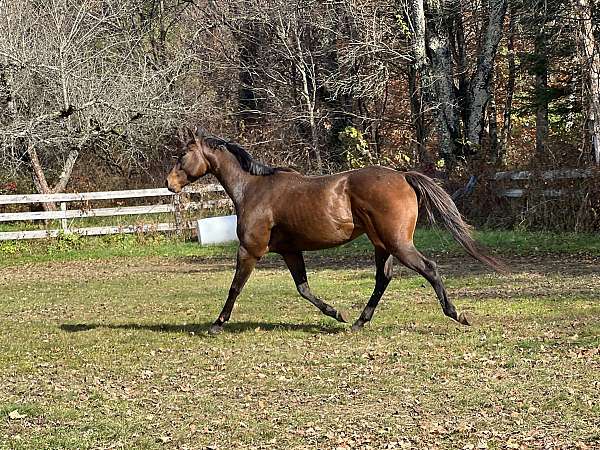 barrel-gelding