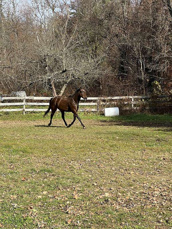 barrel-racing-gelding