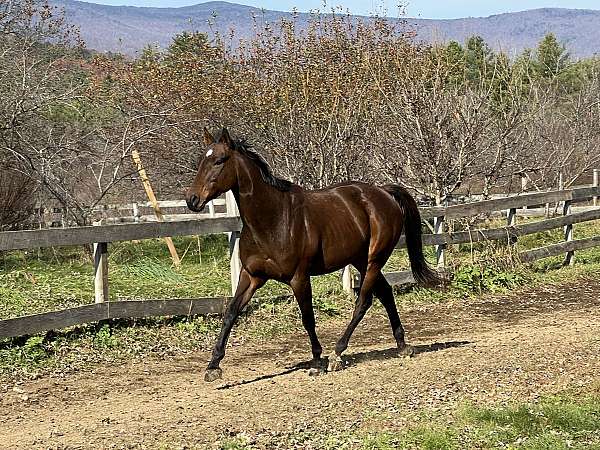 dressage-gelding