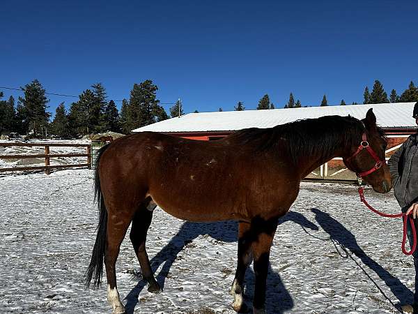 husband-safe-arabian-horse