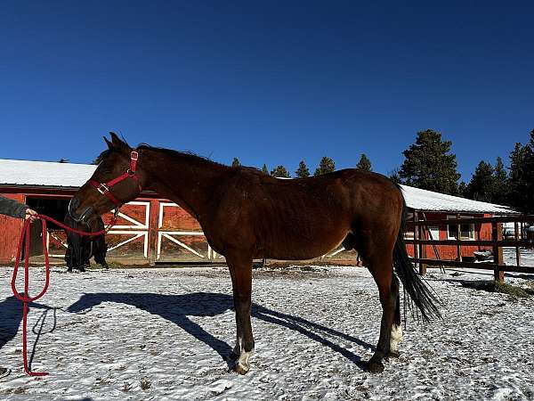 kid-safe-arabian-horse