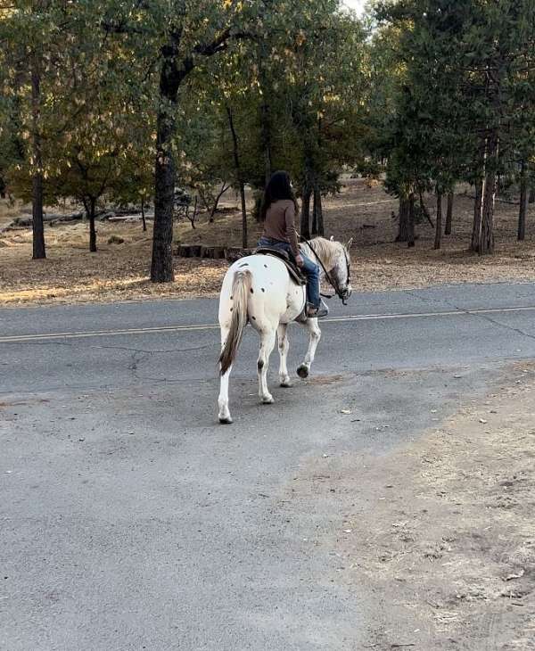 appaloosa-gelding