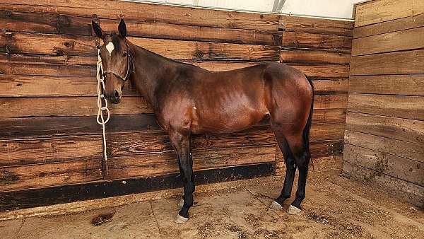 foundation-standardbred-horse