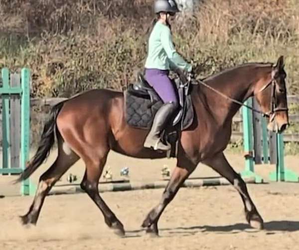 trained-under-saddle-friesian-horse