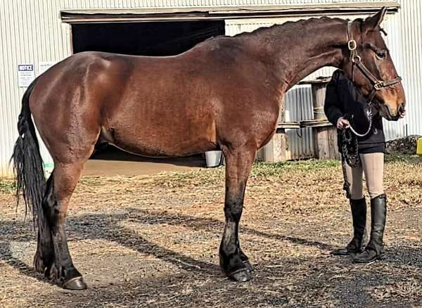 trained-under-saddle-friesian-horse