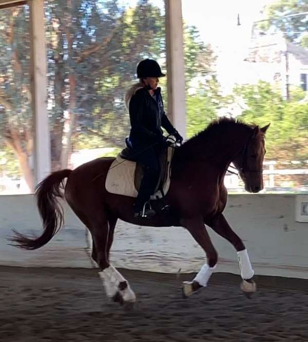 15-hand-warmblood-mare