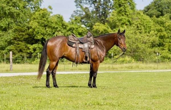 all-around-quarter-horse